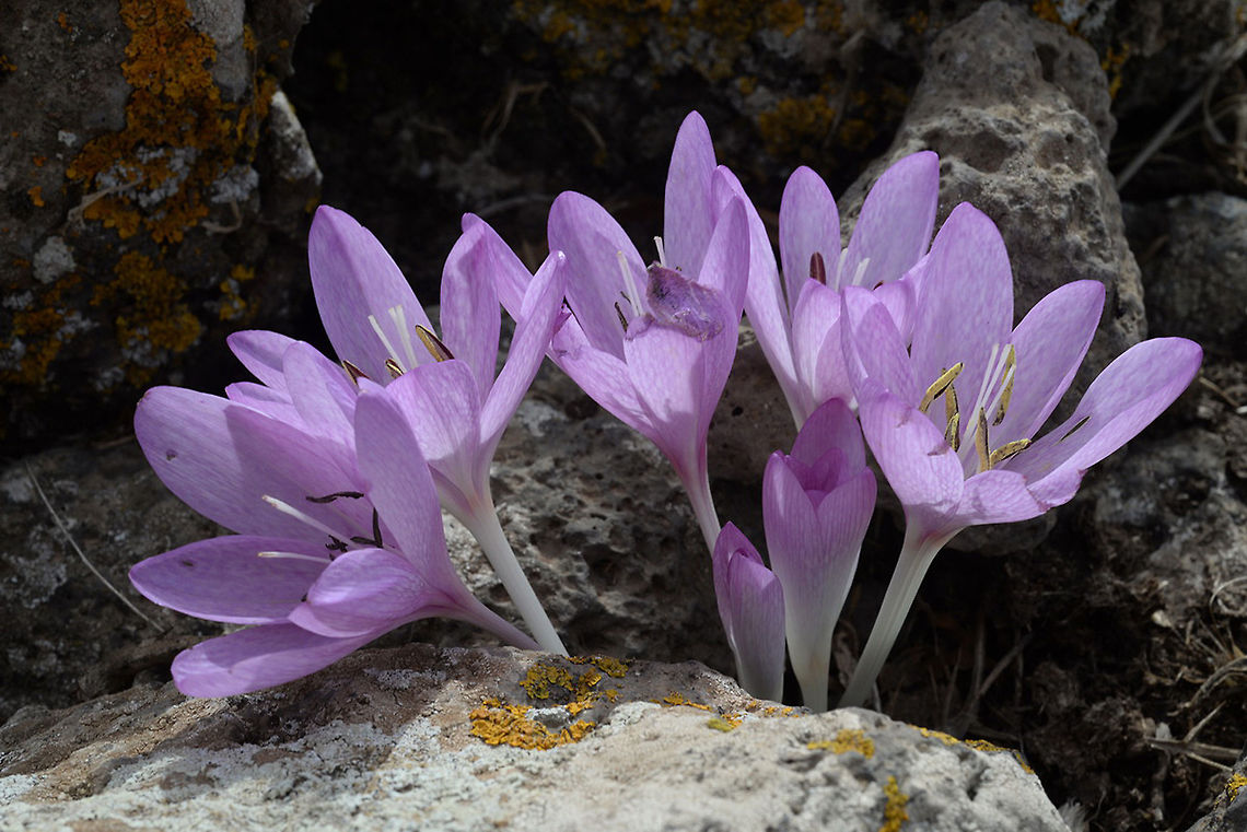 Colchicum feinbruniae Colchicum feinbruniae is a striking autumnal flower. It has tessellated perianth segments, Golan Heights, Bahb El Hawa Colchicum feinbruniae,Fall,Geotagged