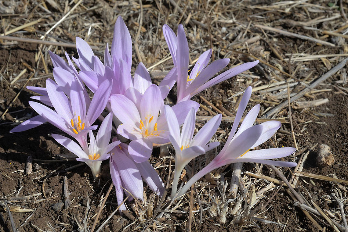 Colchicum hierosolymitanum Colchicum hierosolymitanum is an autumnal flower of Syria, Lebanon and Israel. Nov Meadow Colchicum hierosolymitanum,Fall,Geotagged