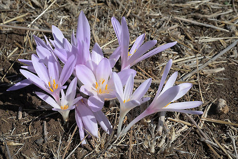 Colchicum hierosolymitanum Colchicum hierosolymitanum is an autumnal flower of Syria, Lebanon and Israel. Nov Meadow Colchicum hierosolymitanum,Fall,Geotagged