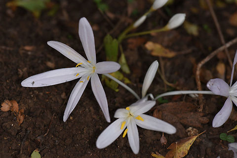 Colchicum troodi Colchicum troodi is an autumnal flower of the E Mediterranean. It grows in scrub edges, N Israel, U Galilee, Paar Cave Colchicum troodi,Fall,Geotagged