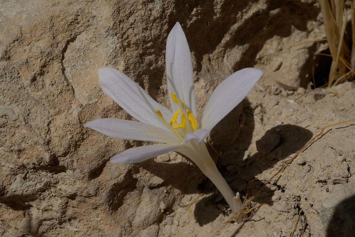 Colchicum tunicatum Colchicum tunicatum is the first colchicum to bloom in the region - it blooms in September, much before the rain comes. S Israel, Negev Highlands, N Nizzana Colchicum tunicatum,Fall,Geotagged