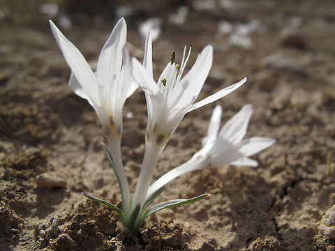 Colchicum tuviae Colchicum tuviae blooms in late autumn. It is a narrow endemic of Israel. Mishor Adumim Colchicum tuviae,Fall,Geotagged