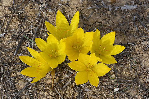 Sternbergia clusiana Sternbergia clusiana is a striking autumnal bulb. N Israel, Biriya scenic road Fall,Geotagged,Israel,Sternbergia clusiana