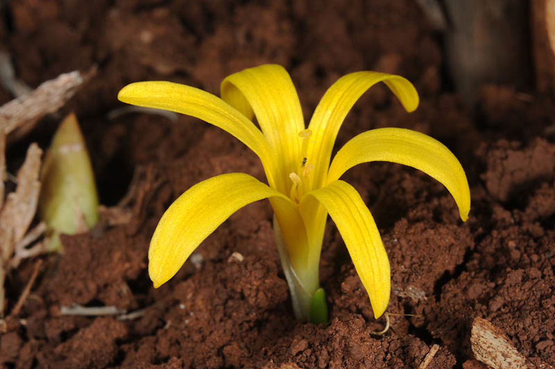 Sternbergia colchiciflora Sternbergia colchiciflora is a tiny autumnal flowering bulb. It is a widespread Mediterranean-Asian species. N Israel, E Galilee, Cahal Sternbergia colchiciflora