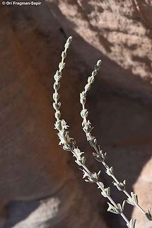 Satureja nabateorum Satureja nabateorum is an endemic perennial of S Jordan. It is confined to sandstone. S Jordan, Nakeb, 1250 m Geotagged,Jordan,Satureja nabateorum,Spring