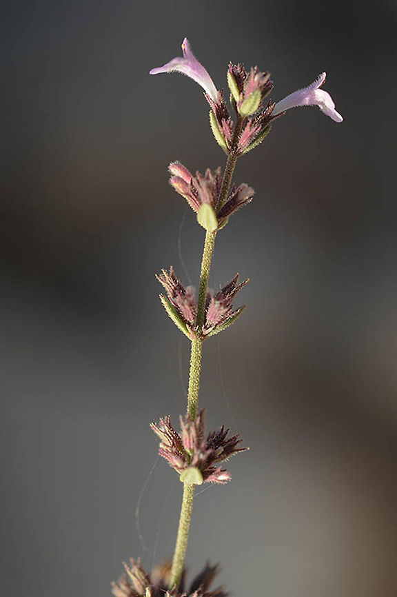Satureja sinaica Satureja sinaica is a slender perennial of the semidesert. S Israel, Negev Highlands, N Eshcharim Geotagged,Israel,Satureja sinaica,Spring