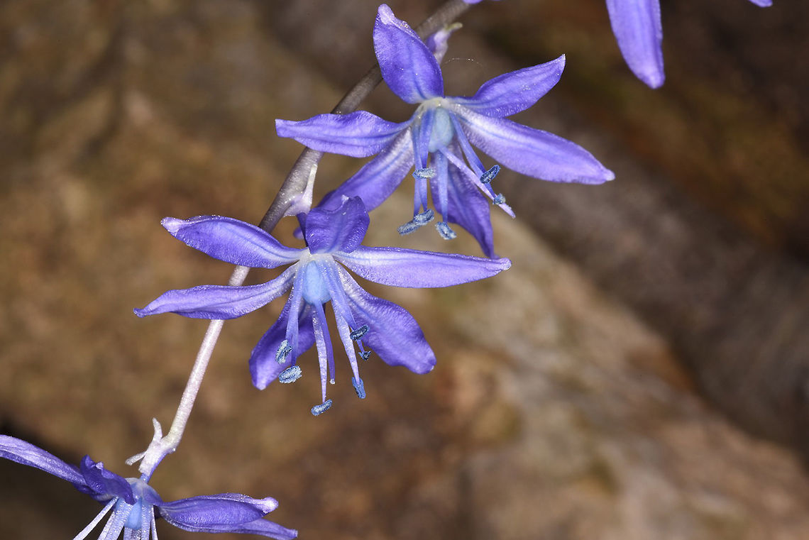 Scilla cilicica Scilla cilicica blooms in early spring. It is found in N Israel to S Turkey. Israel, Carmel, Mt Alon Geotagged,Israel,Scilla cilicica,Winter