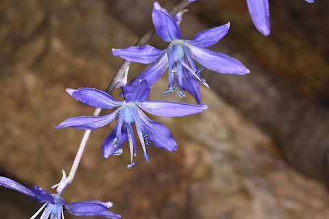 Scilla cilicica Scilla cilicica blooms in early spring. It is found in N Israel to S Turkey. Israel, Carmel, Mt Alon Geotagged,Israel,Scilla cilicica,Winter
