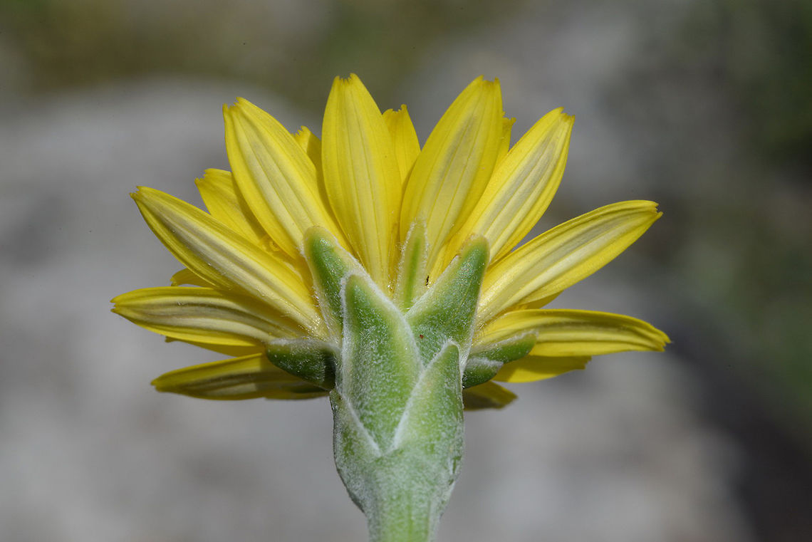 Scorzonera syriaca Scorzonera syriaca is a perennial of Syria, Lebanon and N Israel. N Israel, U Gallee, Kerem Ben Zimra Geotagged,Israel,Scorzonera syriaca,Spring