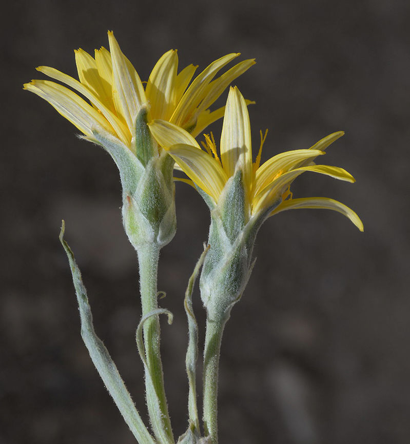 Scorzonera schweinfurthii Scorzonera schweinfurthii is a least known perennial of the deseret mountains of Egypt and S Jordan. S Jordan, Wadi Musa cemetry above Petra Geotagged,Jordan,Scorzonera schweinfurthii,Spring