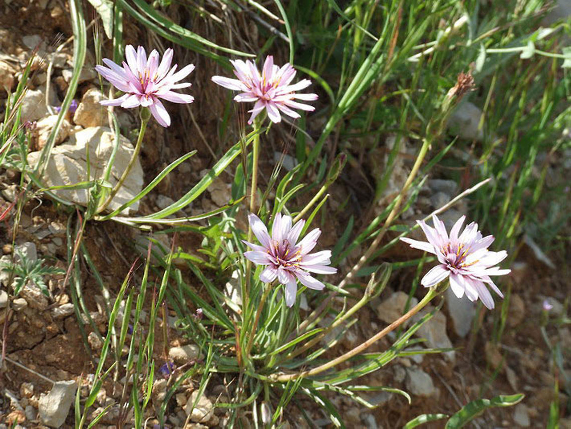 Scorzonera multiscapa Scorzonera multiscapa has violet flowers and almost no stem. Mt Hermon, 1350 m. Geotagged,Scorzonera multiscapa,Spring