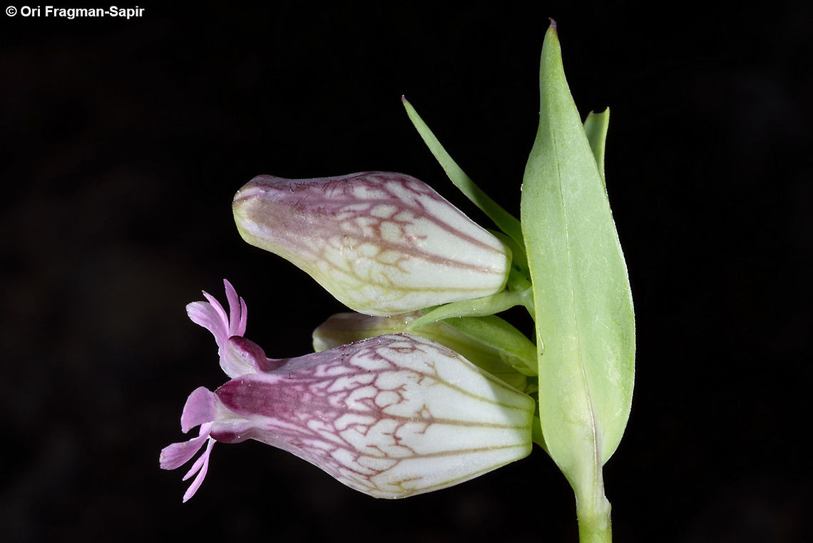 Silene behen Silene behen is a waxy Mediterranean annual. S Judean Mts Geotagged,Israel,Silene behen,Winter