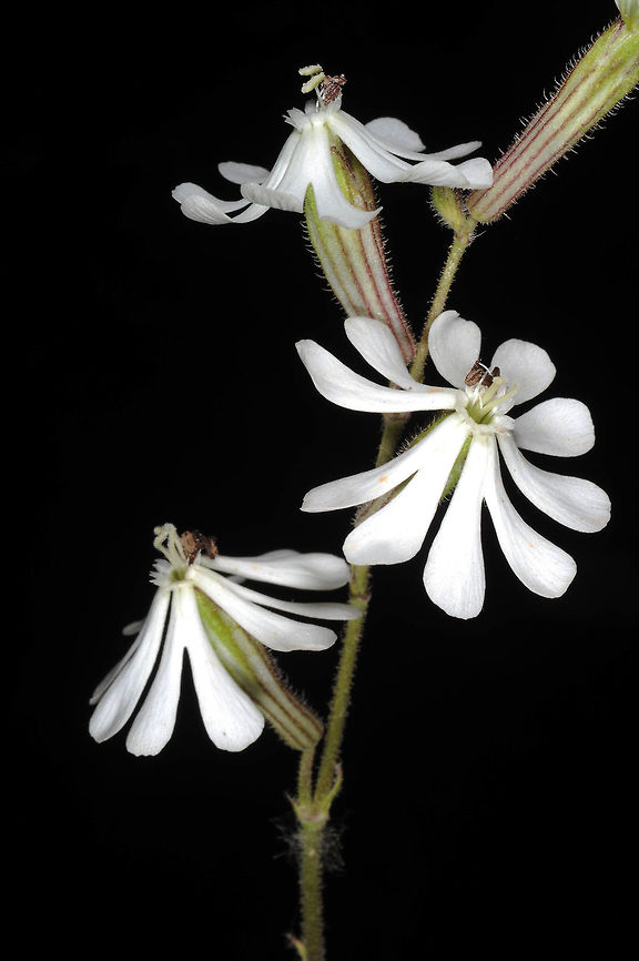 Silene colorata Silene colorata  is a common Mediterranean annual. It is usually pink flowered. Golan Heights, Mt Bental, 1000m Geotagged,Silene colorata,Spring
