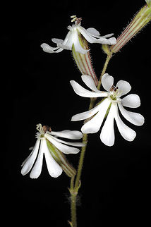 Silene colorata Silene colorata  is a common Mediterranean annual. It is usually pink flowered. Golan Heights, Mt Bental, 1000m Geotagged,Silene colorata,Spring