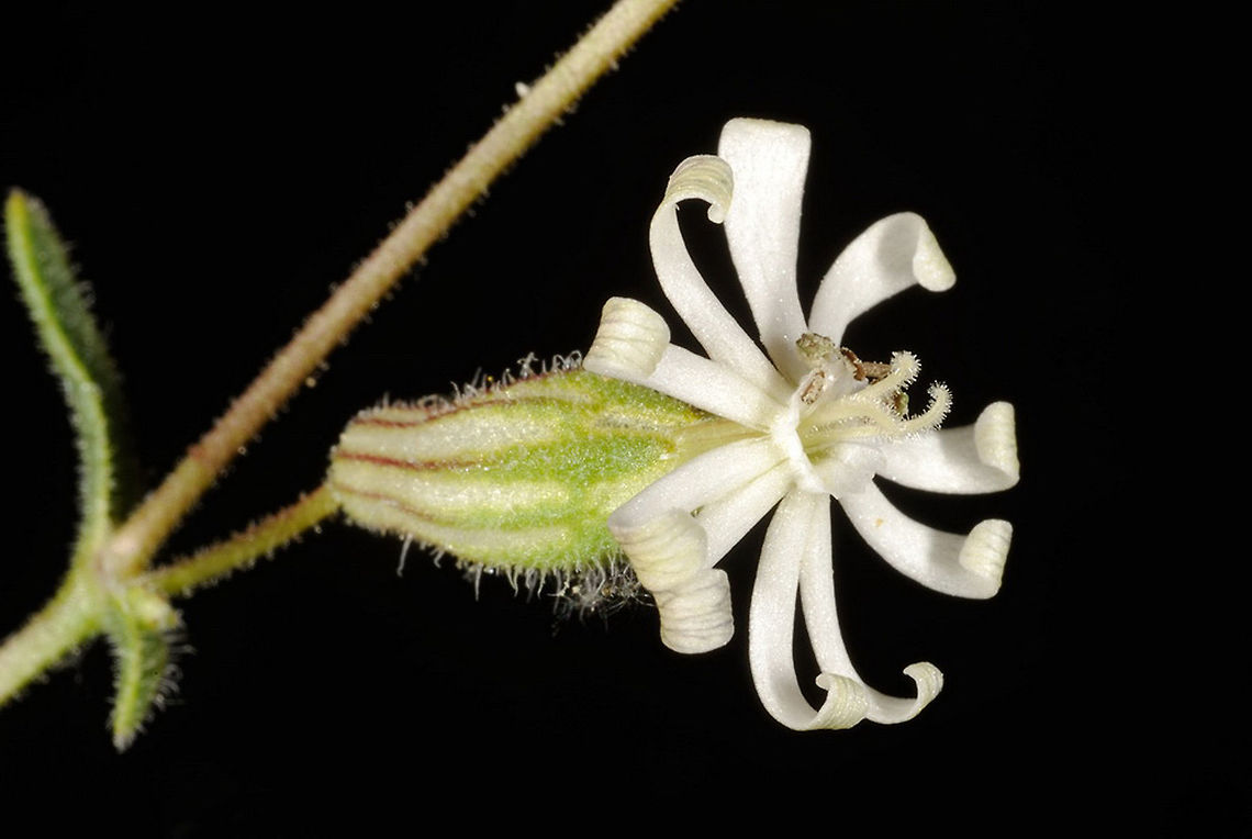 Silene arabica Silene arabica is a desert sticky annual. S Jordan, Wadi Mazfar bove Aqaba Geotagged,Jordan,Silene arabica,Spring