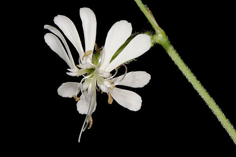 Silene dichotoma Silene dichotoma is an E Mediterranean hairy perennial. The flowers are nocturnal. N Golan Heights, Masade Forest Geotagged,Silene dichotoma,Spring