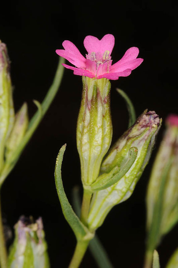 Silene muscipula Silene muscipula is a sticky annual. It grows in deep soils, usually as a weed in agricultural fields. E Samaria, Rimonim fields Geotagged,Silene muscipula,Spring