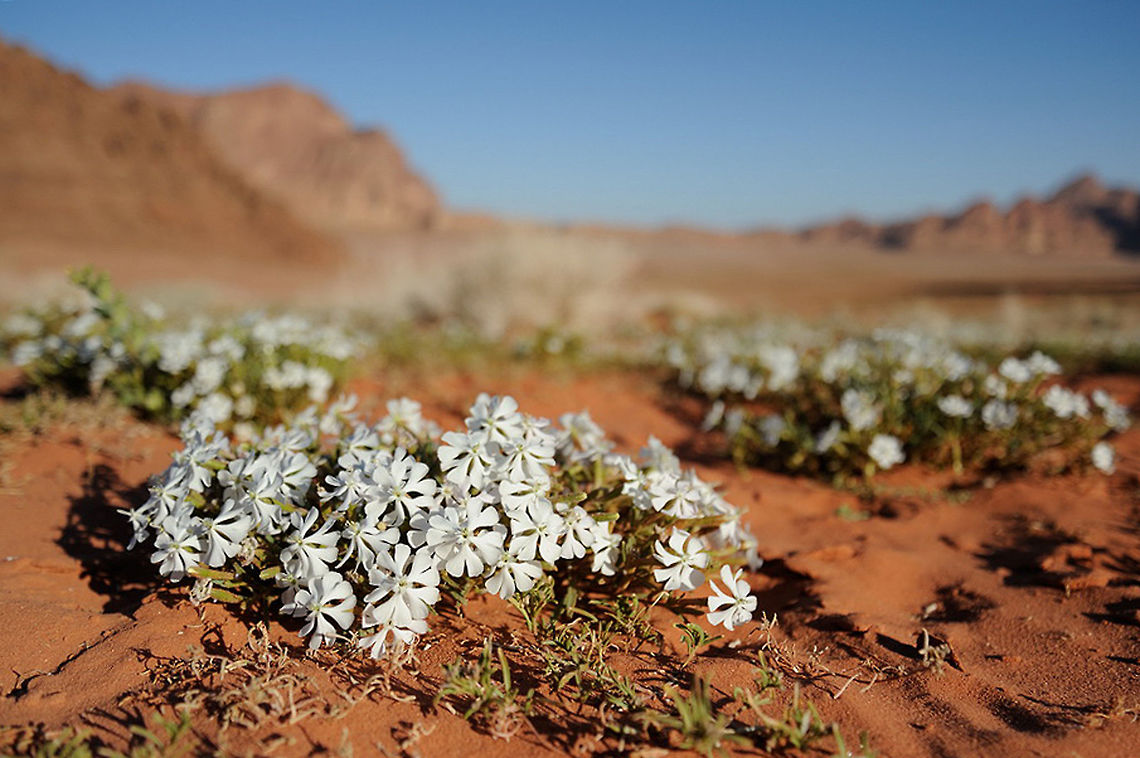 Silene villosa Silene villosa is an annual of the desert sands. In rainy years it covers huge areas in Wadi Rum, where this picture was taken. Geotagged,Jordan,Silene villosa,Spring