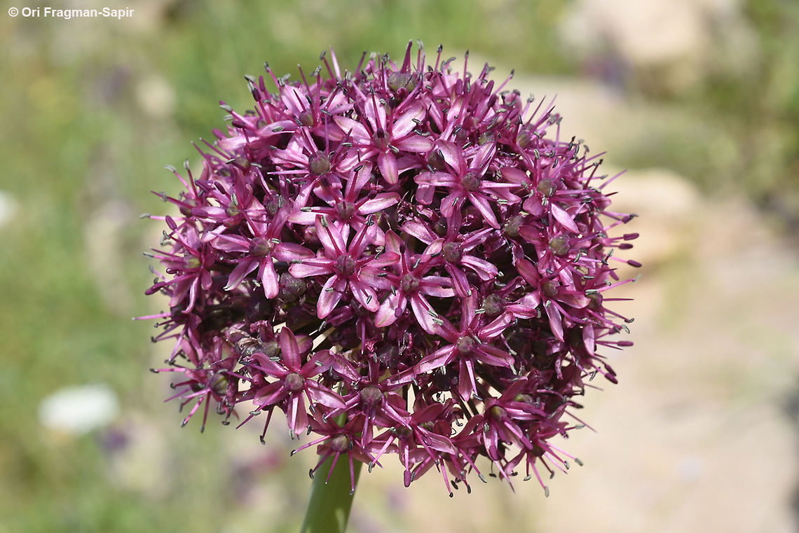 Allium aschersonianum Allium aschersonianum is found in semidesert and steppes at the esdge fo the Mediterranean region. Allium aschersonianum,Geotagged,Winter