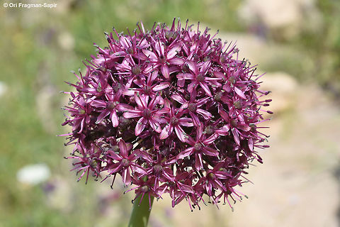 Allium aschersonianum