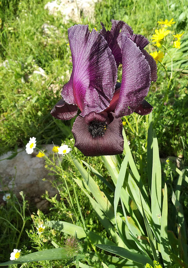 Iris haynei Iris haynei is a rare-endemic species growing in Mt Gilboa and eastern Samaria.<br />
 Geotagged,Iris haynei,Winter