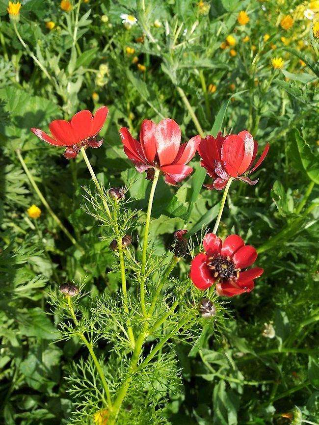 Adonis palaestina An annual with large red flowers, endemic to Israel and Jordan.  Adonis palaestina,Geotagged,Palestine Pheasant's Eye,Winter