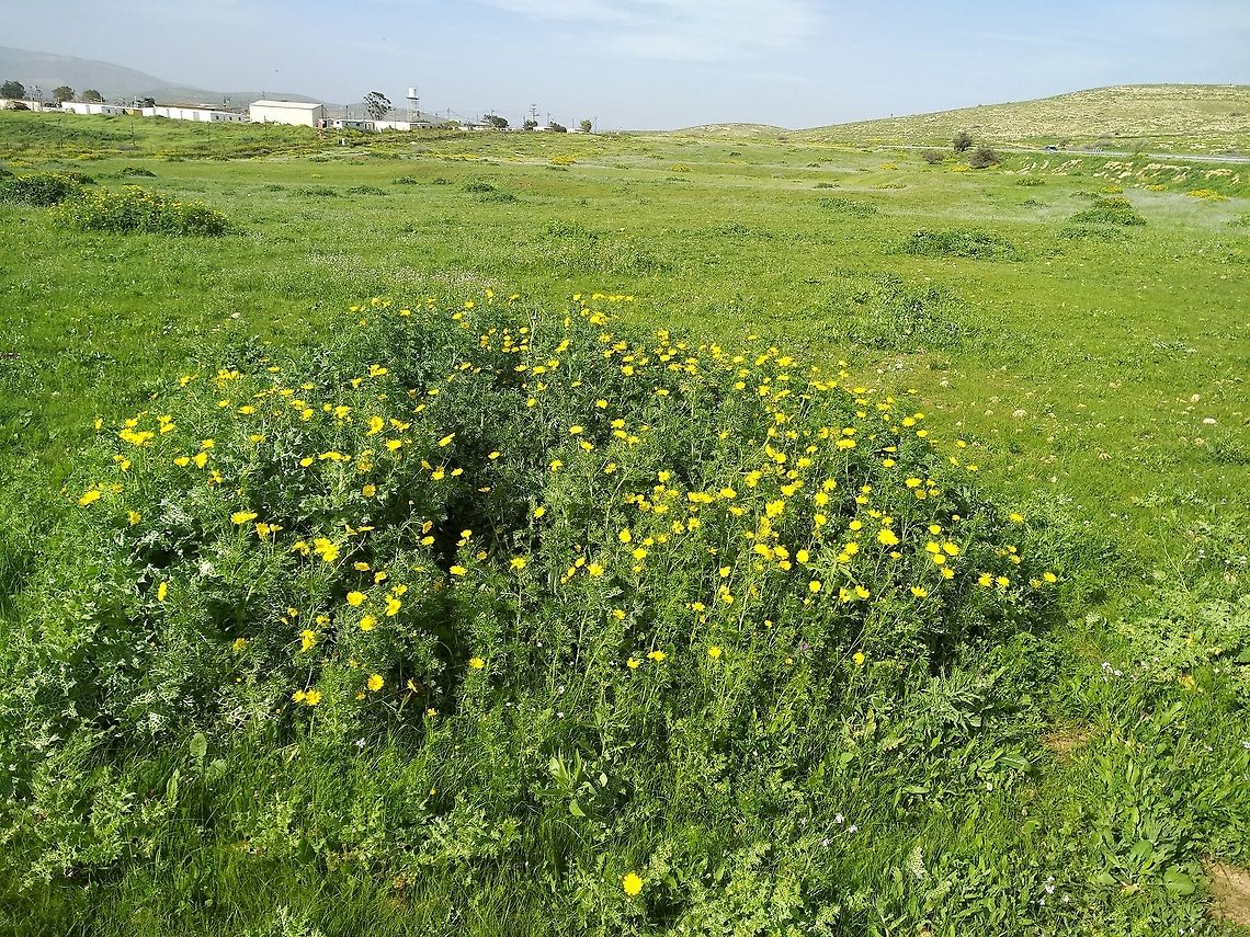 Glebionis coronarium Glebionis coronarium is a common Mediterranean annual. Here you can see it enjoying the fertilization on an ant nest in a field. Garland Chrysanthemum,Geotagged,Glebionis coronaria,Winter