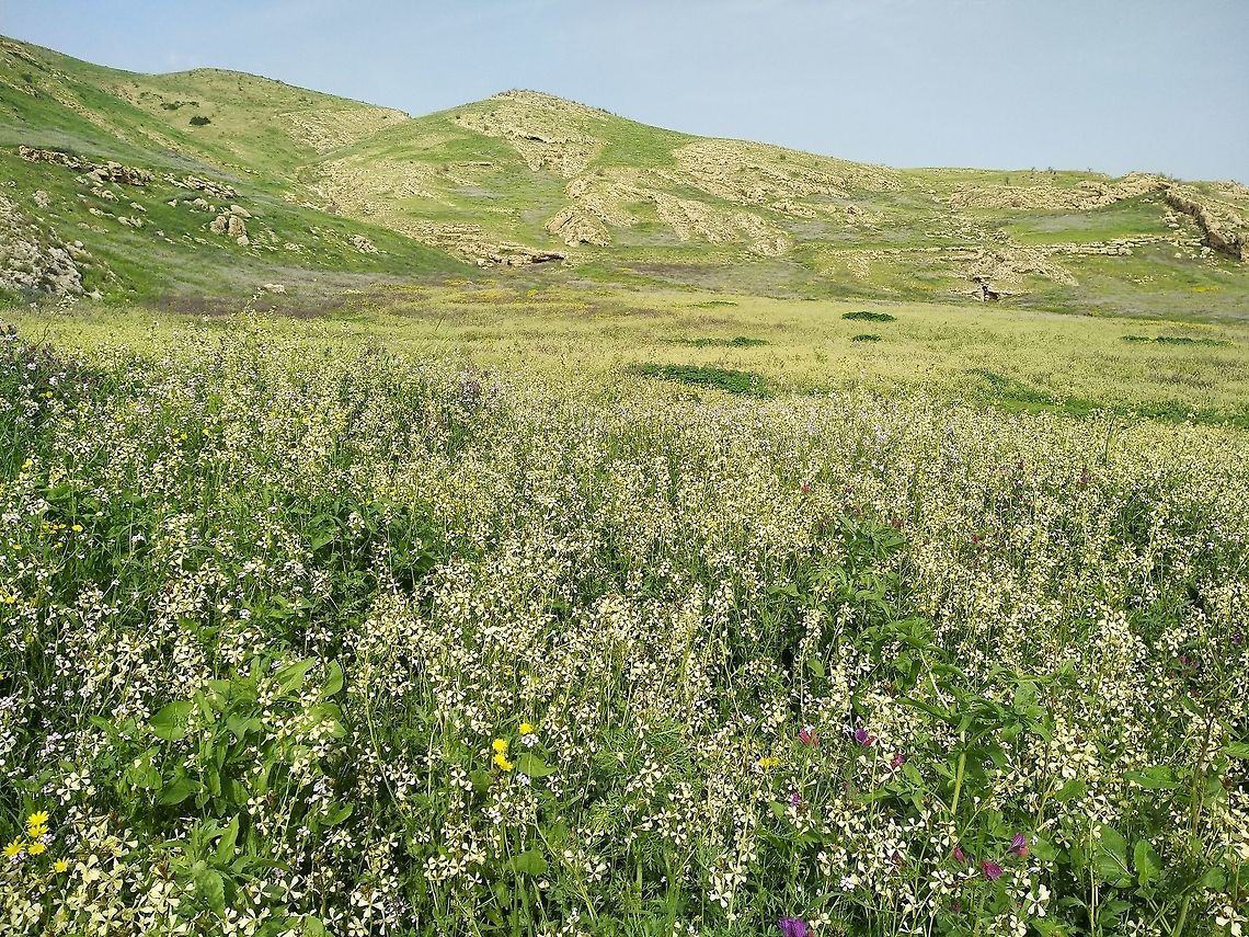 Eruca sativa Its great to see edible herbs in the wild. The slopes of the Jordan Valley are adorned by dense bloom of Eruca sativa (rocket, aurugula) is rainy years. Eruca sativa,Geotagged,Winter,sativa