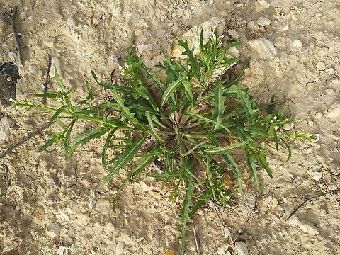 Neotorularia torulosa I love tiny annuals like Neotorularia torulosa, a small desert and steppe plant. Geotagged,Neotorularia torulosa,Winter