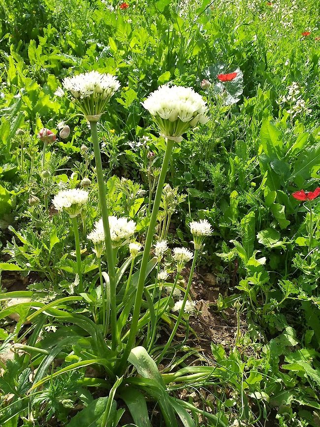 Allium israeliticum A sparse wild garlic of Israel and Jordan. Allium israeliticum,Geotagged,Winter