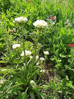 Allium israeliticum A sparse wild garlic of Israel and Jordan. Allium israeliticum,Geotagged,Winter