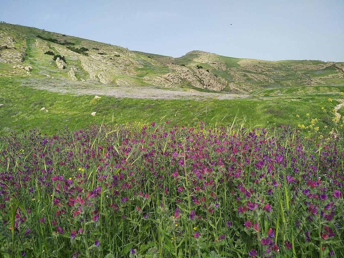 Echium judaeum Wonderful spring displays of Echium judaeum in the Jordan Valley. Echium judaeum,Geotagged,Winter