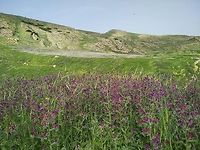Echium judaeum Wonderful spring displays of Echium judaeum in the Jordan Valley. Echium judaeum,Geotagged,Winter