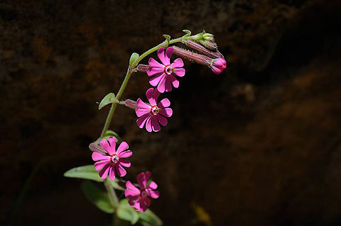 Silene damascena An annual of the eastern Mediterranean from Syria to Israel. In the flower centre you might notice a dark purple ring that is typical for this species. Geotagged,Silene damascena,Spring