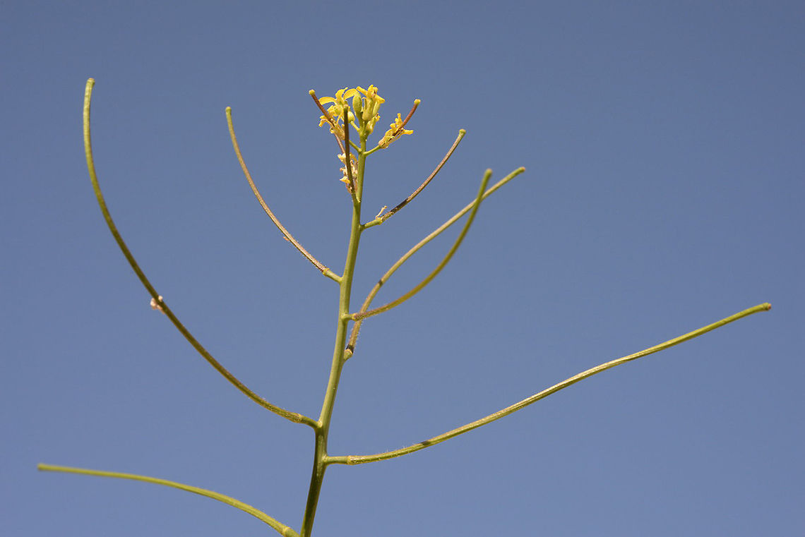 Sisymbrium orientale An East Mediterranean weed. Rather rare in Israel, Jaffa Geotagged,Israel,Sisymbrium orientale,Winter
