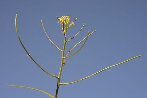Sisymbrium orientale An East Mediterranean weed. Rather rare in Israel, Jaffa Geotagged,Israel,Sisymbrium orientale,Winter