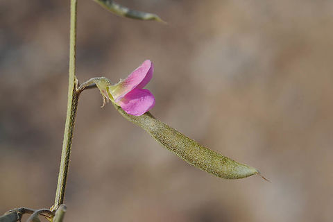 Tephrosia apollinea Tephrosia apollinea is a common perennial of the extreme desert in the Middle East. S Israel, near Eilat Cemetry Geotagged,Israel,Tephrosia apollinea,Winter,pollinea
