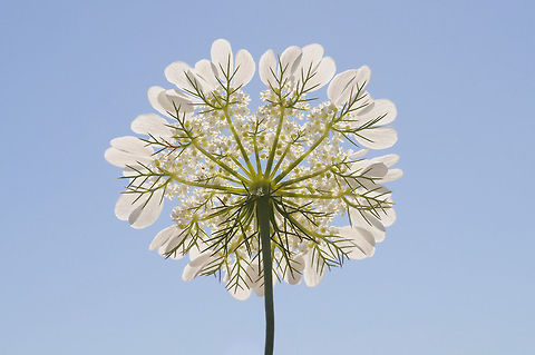 Tordylium trachycarpum Sometimes it is interesting to look at a flower from below. C Israel, Hakdoshim Forest Geotagged,Israel,Spring,Tordylium trachycarpum
