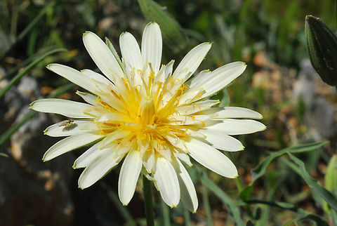 Tragopogon buphthalmoides Tragopogon buphthalmoides is a common flower in the arid slopes of Mt Hermon. Mt Hermon, arpound lower ski lift station, 1650 m. Geotagged,Spring,Tragopogon buphthalmoides