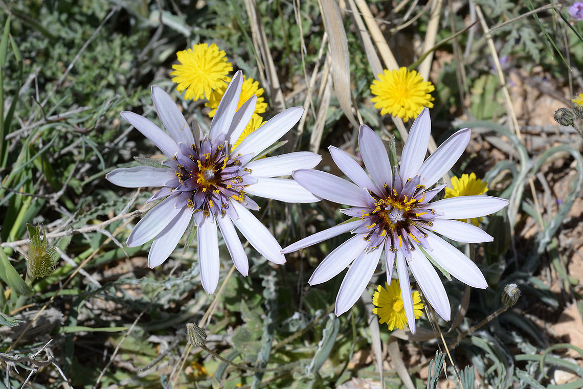 Tragopogon collinus Tragopogon collinus is a perennial of the semideserts in Israel and Jordan. S Jordan, above Rajef, 1550 m Geotagged,Spring,Tragopogon collinus