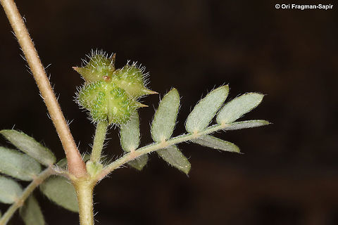 Tribulus bimucronatus Tribulus bimucronatus is a common desert creeping plant with typical spiny fruits. S Israel, N Shlomo Fall,Geotagged,Israel,Tribulus bimucronatus