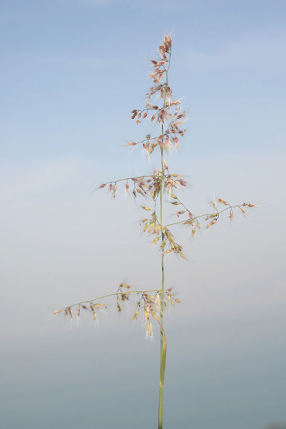 Tricholaena teneriffae Tricholaena teneriffae is a perennial grass of the warm desert. Dead Sea area - road to Mezokei Dragot Geotagged,Tricholaena teneriffae,Winter