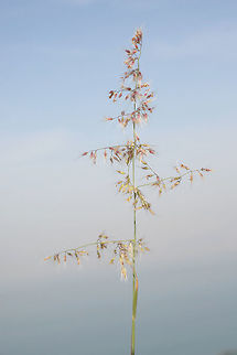 Tricholaena teneriffae Tricholaena teneriffae is a perennial grass of the warm desert. Dead Sea area - road to Mezokei Dragot Geotagged,Tricholaena teneriffae,Winter