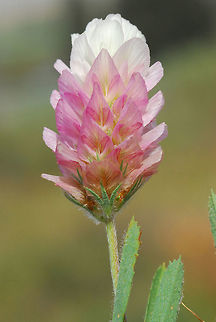 Trifolium philistaeum Trifolium philistaeum is an annual that is endemic to the coast of Israel and Lebanon. Coastal Israel, Humra Hill Geotagged,Israel,Trifolium philistaeum,Winter
