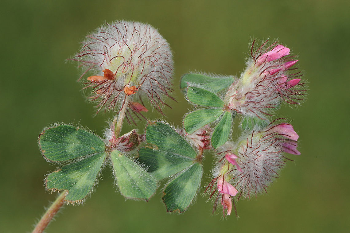 Trifolium pauciflorum Trifolium pauciflorum has globular flowering heads with very few flowers. Mt Hermon, Mt Kata, 1150m Almutaster pauciflorus,Geotagged,Spring,Trifolium pauciflorum