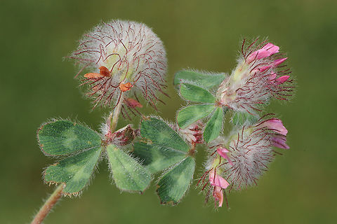 Trifolium pauciflorum Trifolium pauciflorum has globular flowering heads with very few flowers. Mt Hermon, Mt Kata, 1150m Almutaster pauciflorus,Geotagged,Spring,Trifolium pauciflorum