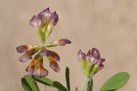 Trifolium grandiflorum Trifolium grandiflorum is a beautiful mountainous annual. Mt Hermon, 1500m Geotagged,Large-flower Hop Clover,Spring,Trifolium grandiflorum