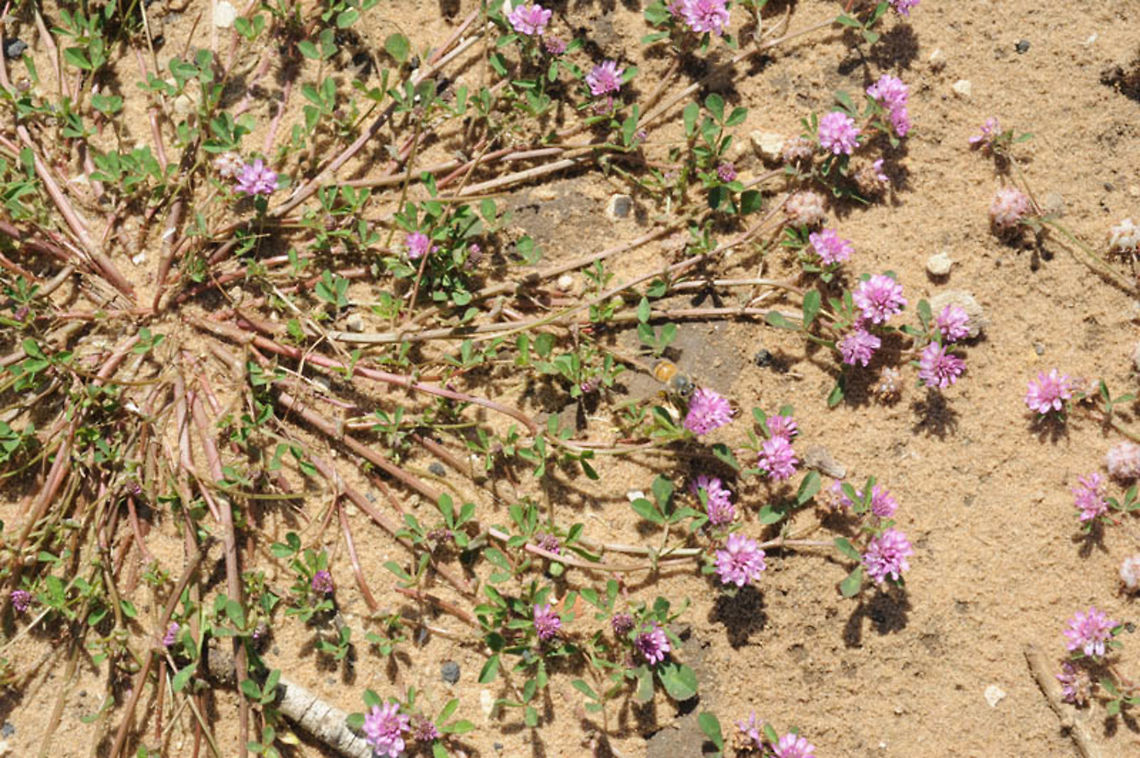 Trifolium tomentosum Trifolium tomentosum is a small creeping annual. Israel, Ashdod Acacia Reserve Geotagged,Israel,Trifolium tomentosum,Winter,Woolly Clover