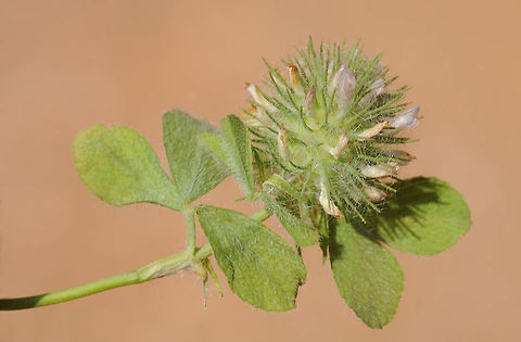 Trifolium lappaceum Mt Hermon, Har Kata, 1100m Burdock Clover,Geotagged,Spring,Trifolium lappaceum