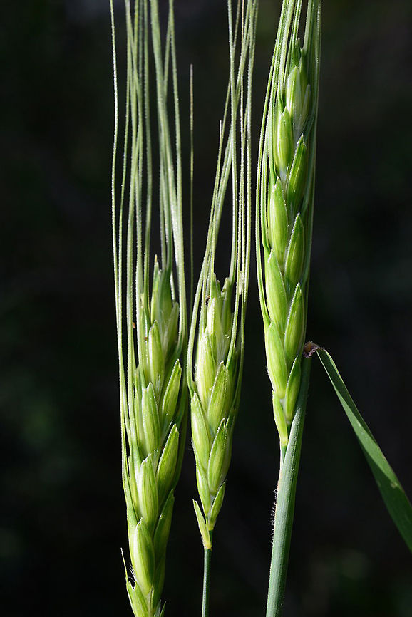 Triticum dicoccoides Triticum dicoccoides is the progenitor of Durum wheat. C Israel, Hakdoshim forest Emmer wheat,Geotagged,Israel,Spring,dicoccum